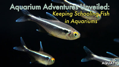 Aquarium Adventures Unveiled : Keeping Schooling Fish in Aquariums