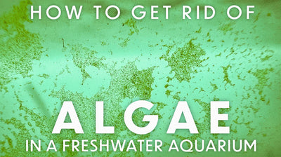 Algae Breakouts in the Aquarium