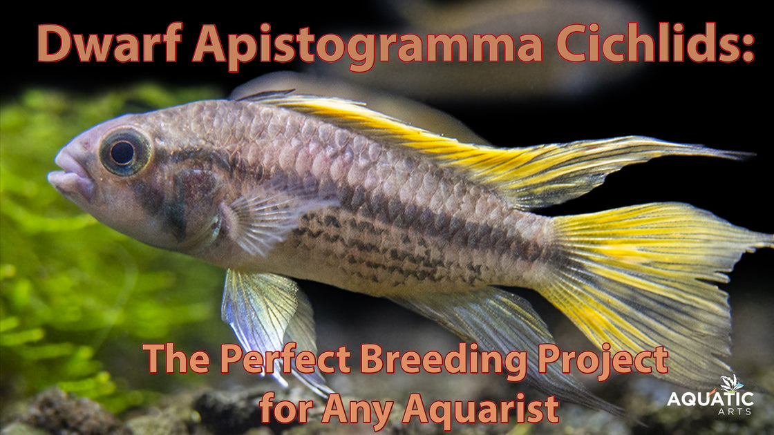 Dwarf Apistogramma Cichlids: The Perfect Breeding Project for Any