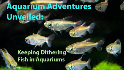 Aquarium Adventures Unveiled: Keeping Dithering Fish in Aquariums
