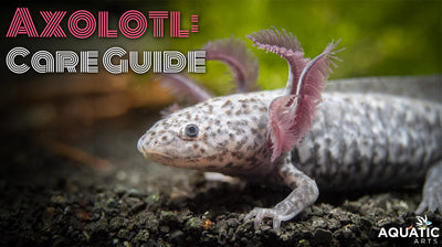 Axolotl Care Guide