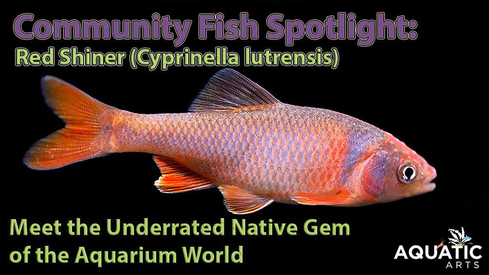 Community Fish Spotlight: Red Shiner (Cyprinella lutrensis)