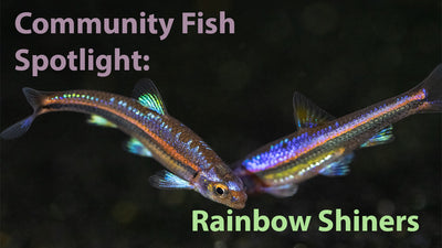 Community Fish Featured Spotlight: Rainbow Shiner (Notropsis chrosomus)