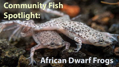 Community Fish Spotlight: African Dwarf Frogs