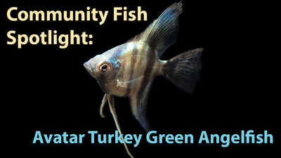 Community Fish Spotlight: Avatar Turkey Green Angelfish