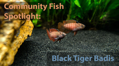 Community Fish Spotlight: Black Tiger Badis (Dario sp. 'Myanmar')