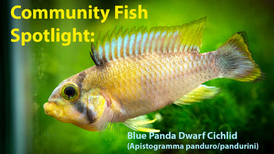 Community Fish Spotlight: Blue Panda Dwarf Cichlid (Apistogramma panduro/pandurini)