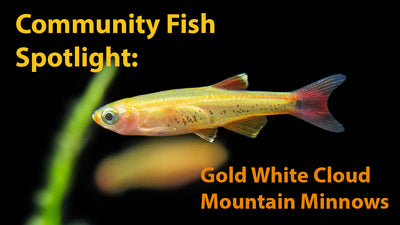 Community Fish Spotlight: Gold White Cloud Mountain Minnow (Tanichthys albonubes "Gold"), Tank-Bred