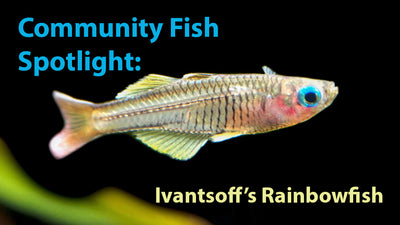 Community Fish Spotlight: Ivantsoff's Blue Eye Rainbowfish (Pseudomugil ivantsoffi) - Tank-Bred!