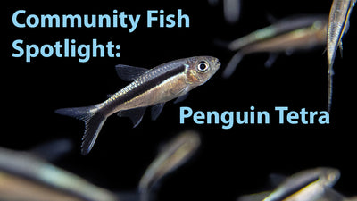 Community Fish Featured Spotlight: Penguin Tetras (Thayeria boehlkei)
