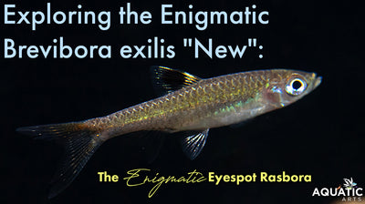 Exploring the Enigmatic Brevibora exilis "New": The Enigmatic Eyespot Rasbora