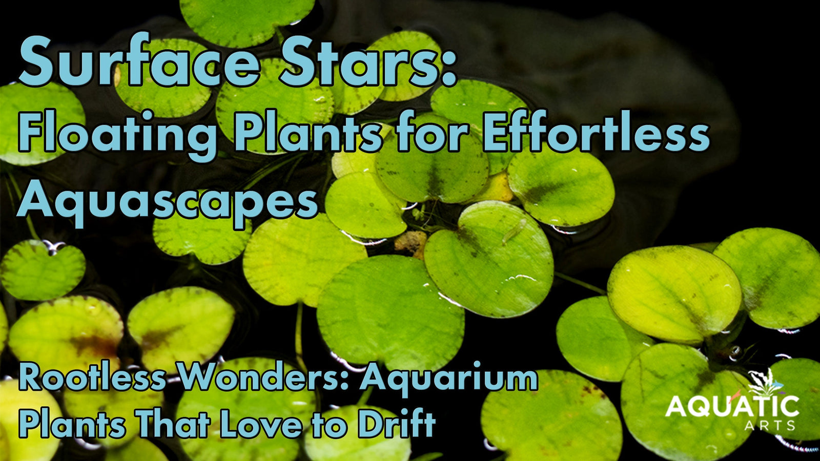 Floating Favorites: Aquarium Plants That Don’t Need Anchoring