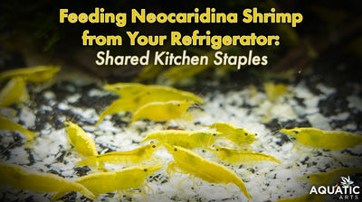 Feeding Neocaridina Shrimp from Your Refrigerator: Shared Kitchen Staples