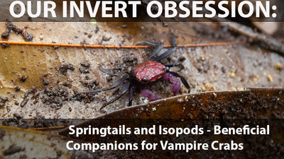 Our Invert Obsession: Springtails and Isopods - Beneficial Companions for Vampire Crabs