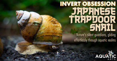 Invert Obsession: Japanese Trapdoor Snail (Sinotaia quadrata)