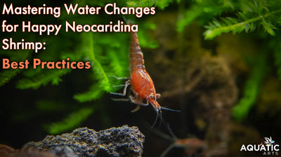 Mastering Water Changes for Happy Neocaridina Shrimp: Best Practices