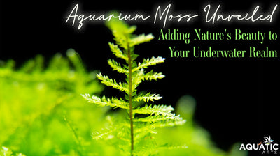 Aquarium Moss Unveiled: Adding Nature's Beauty to Your Underwater Realm