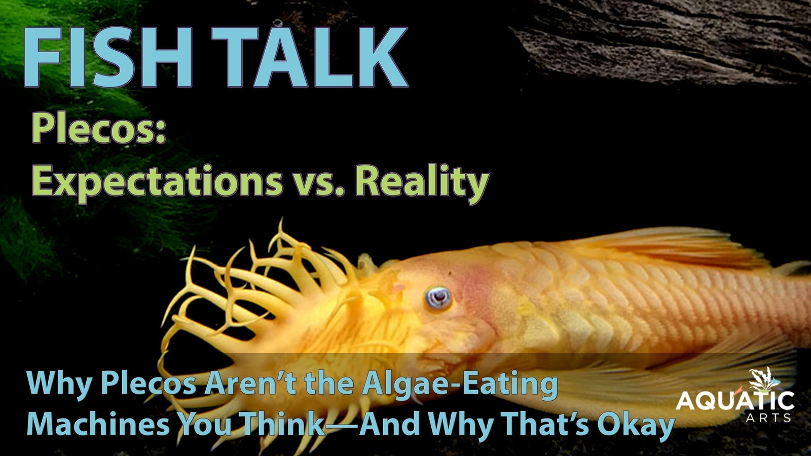 Plecos: Expectations vs. Reality