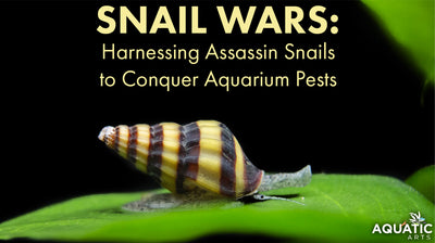 Snail Wars: Harnessing Assassin Snails to Conquer Aquarium Pests
