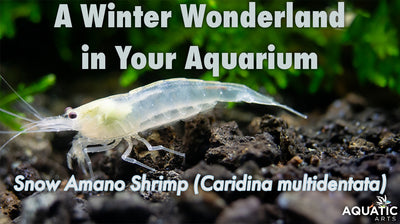 Snow Amano Shrimp (Caridina multidentata): Transform Your Aquarium with Winter Elegance