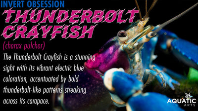 Invert Obsession: Thunderbolt Crayfish (Cherax pulcher)
