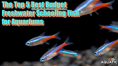 The Top 5 Best Budget Freshwater Schooling Fish for Aquariums