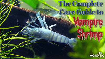 The Complete Care Guide to Vampire Shrimp