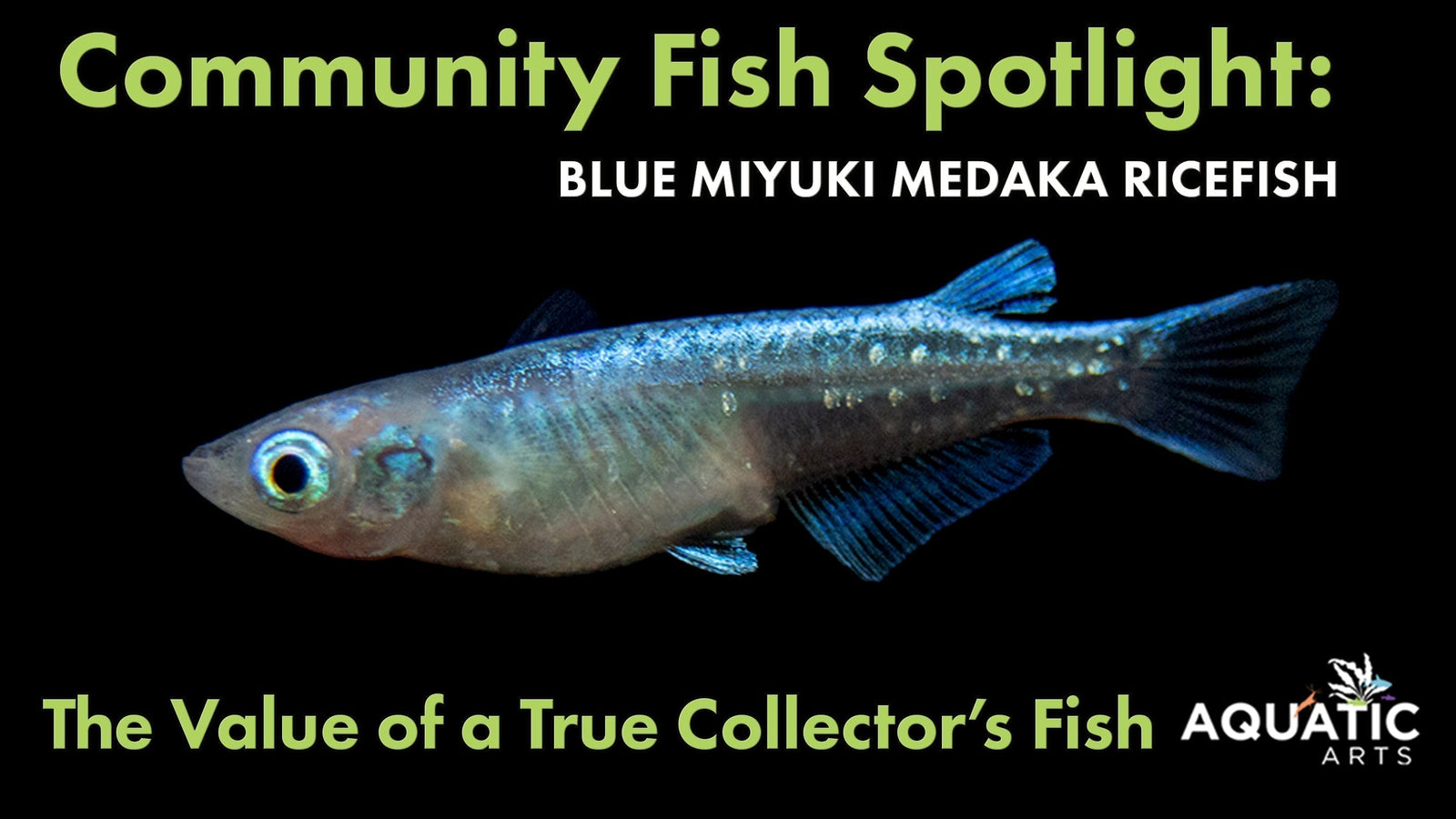 Community Fish Spotlight: Blue Miyuki Medaka Ricefish