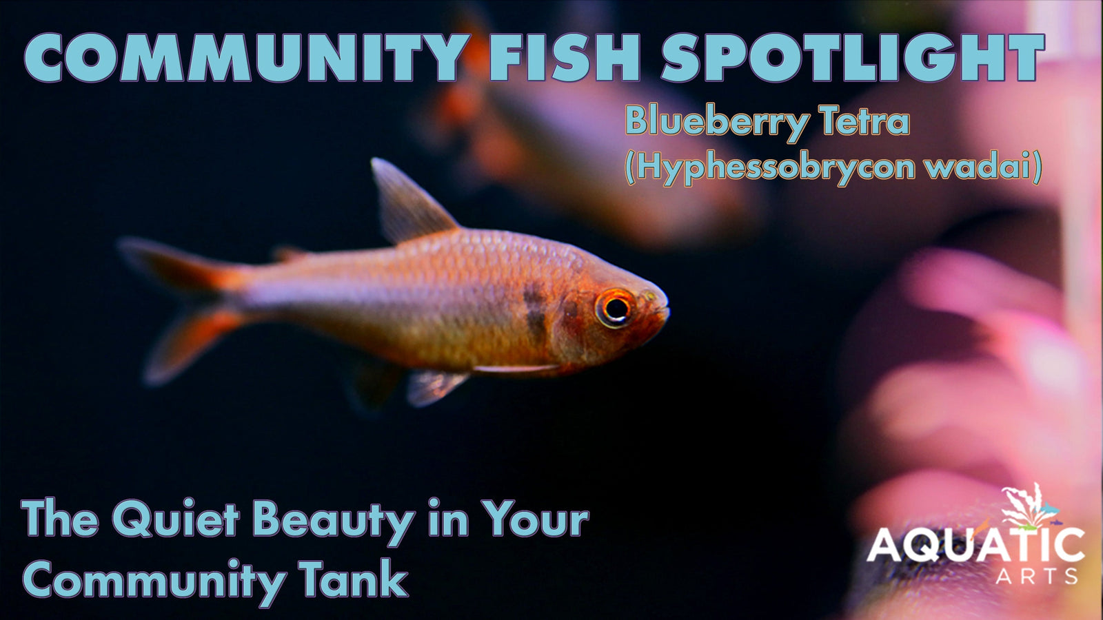 Community Fish Spotlight: Blueberry Tetra (Hyphessobrycon wadai)