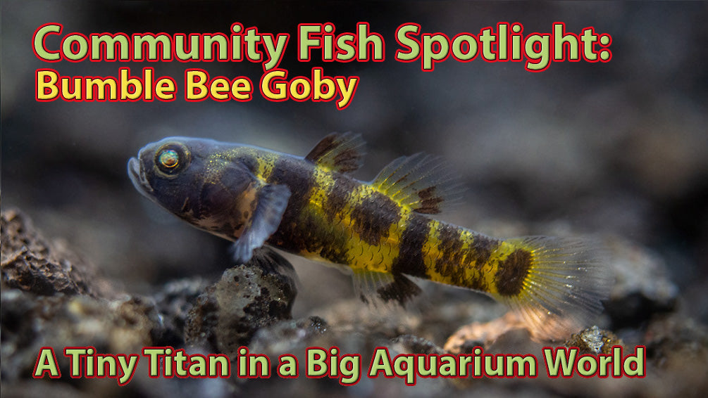 Fish Spotlight: Bumble Bee Goby (Brachygobius xanthomelas)