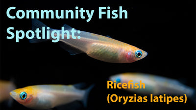 Community Fish Spotlight: Ricefish (Oryzias latipes) - Tank Bred