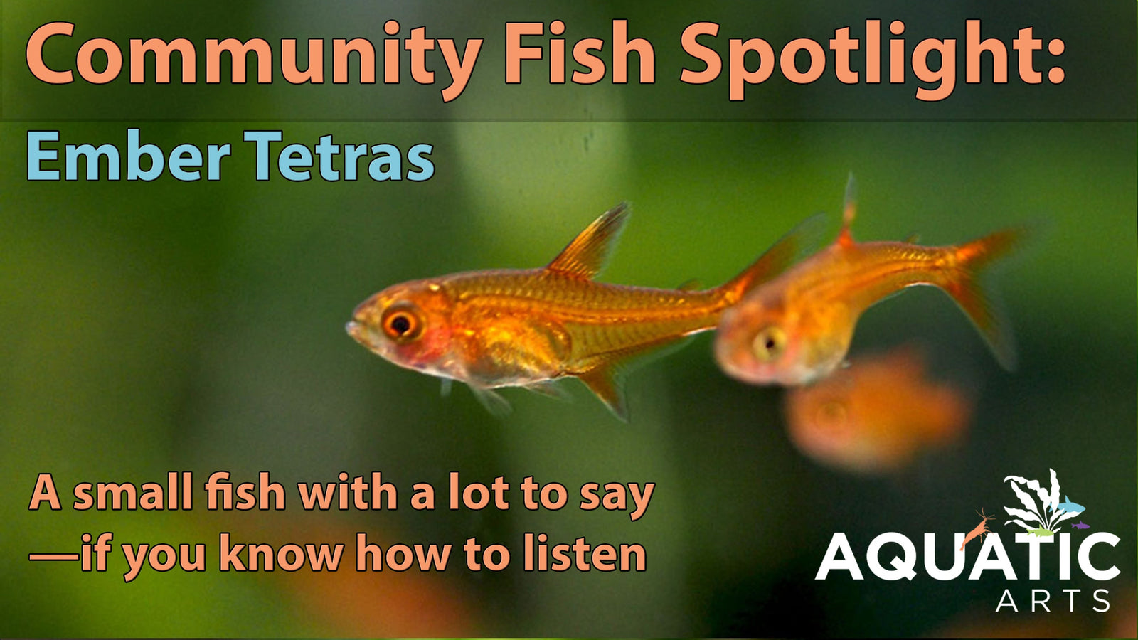 Community Fish Spotlight: Ember Tetra (Hyphessobrycon amandae)