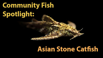 Community Fish Spotlight: Asian Stone Mini Catfish AKA Anchor Catfish (Hara jerdoni)