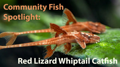 Community Fish Spotlight: Red Lizard Whiptail Catfish