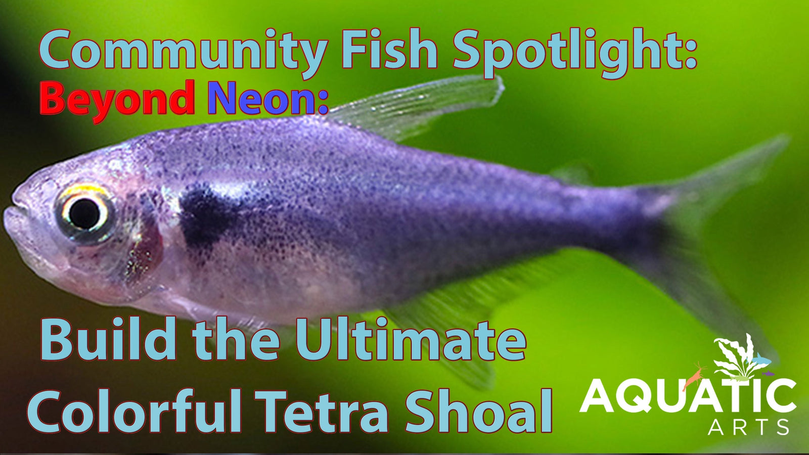Beyond Neon: Build the Ultimate Colorful Tetra Shoal