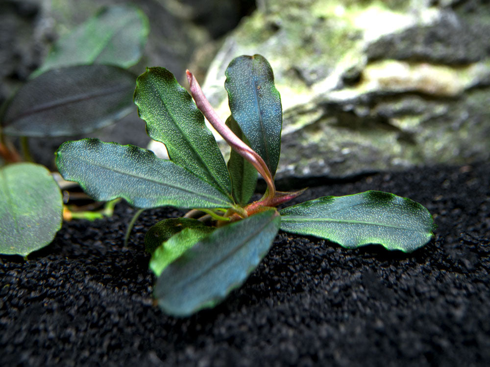 Buce Plants (Bucephalandra sp.)