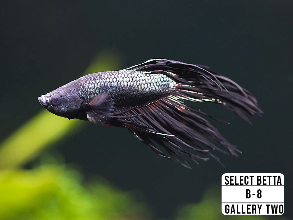 Premium Select Betta Fish (Betta splendens) - WYSIWYG Gallery Two