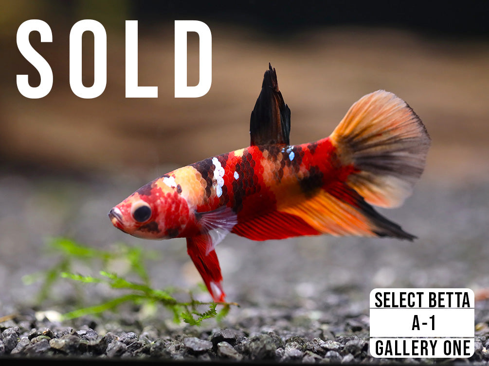Premium Select Betta Fish (Betta splendens) - WYSIWYG Gallery One