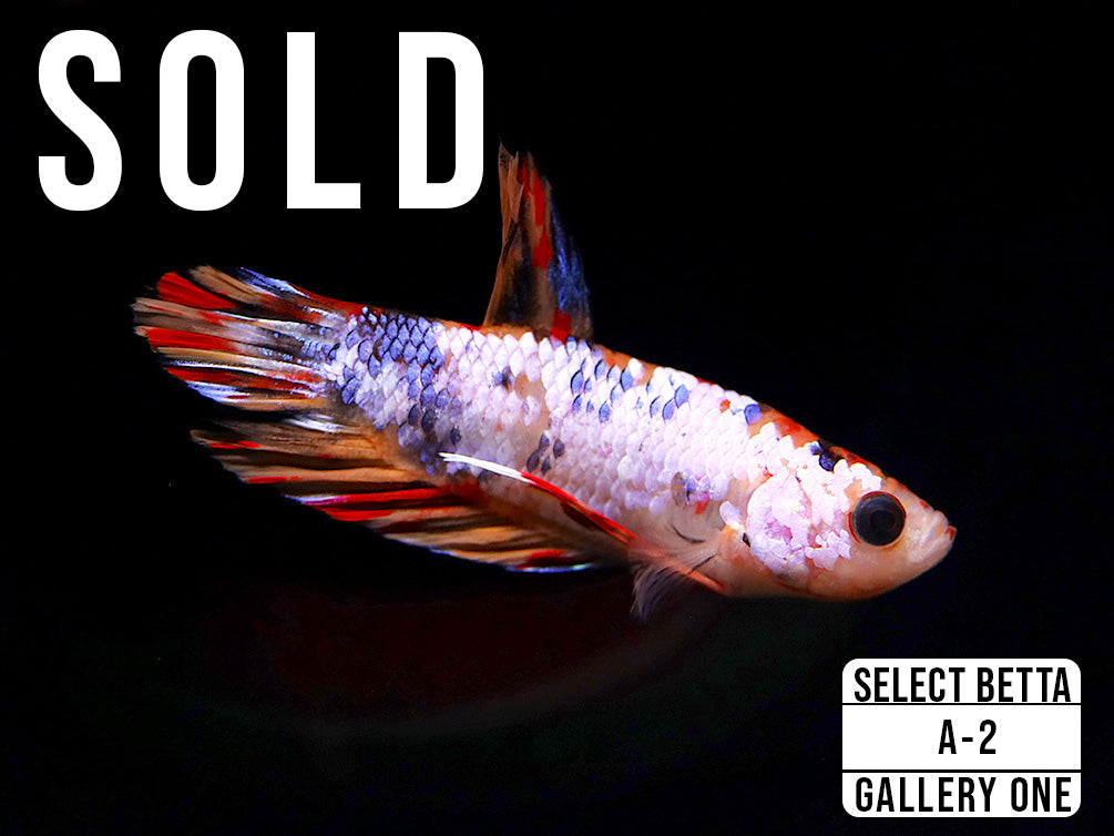 Premium Select Betta Fish (Betta splendens) - WYSIWYG Gallery One