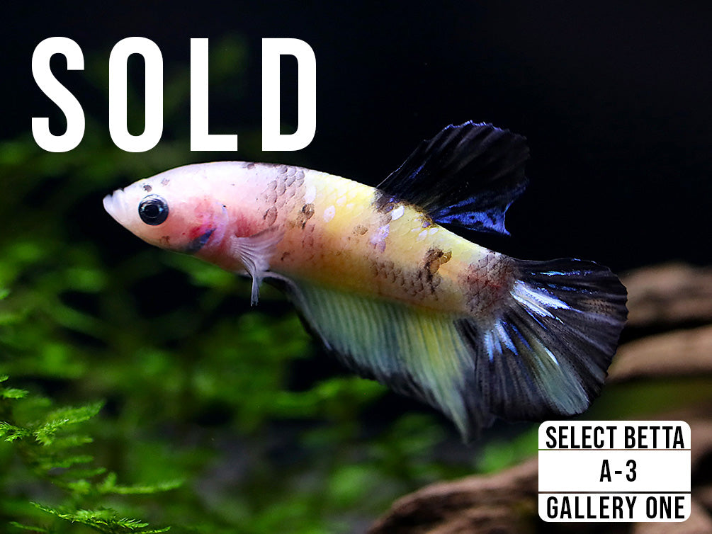Premium Select Betta Fish (Betta splendens) - WYSIWYG Gallery One