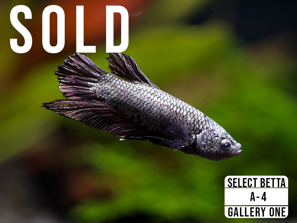 Premium Select Betta Fish (Betta splendens) - WYSIWYG Gallery One