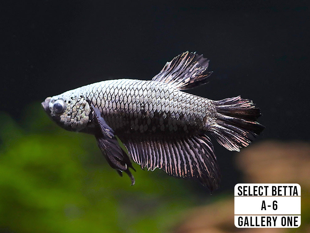 Premium Select Betta Fish (Betta splendens) - WYSIWYG Gallery One
