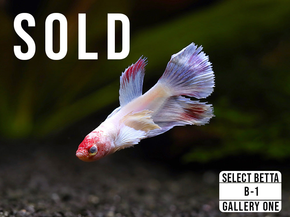 Premium Select Betta Fish (Betta splendens) - WYSIWYG Gallery Two
