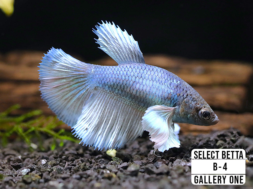 Premium Select Betta Fish (Betta splendens) - WYSIWYG Gallery Two