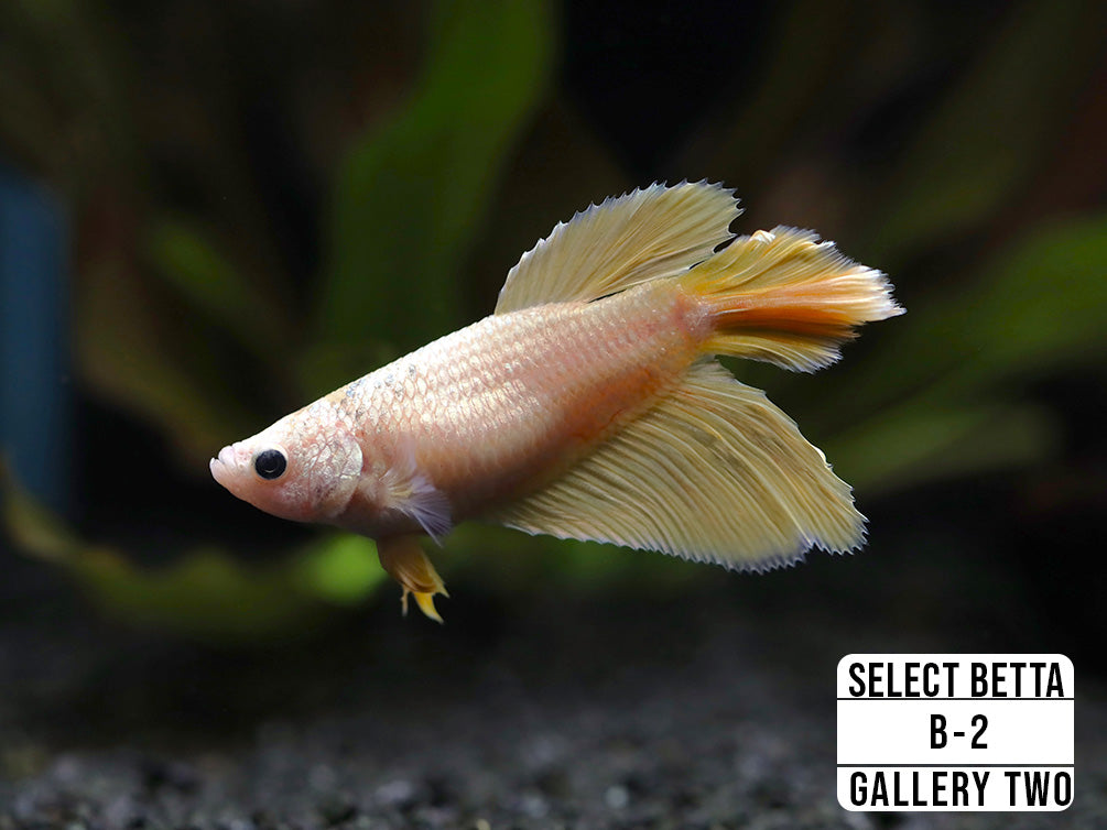 Premium Select Betta Fish (Betta splendens) - WYSIWYG Gallery Two