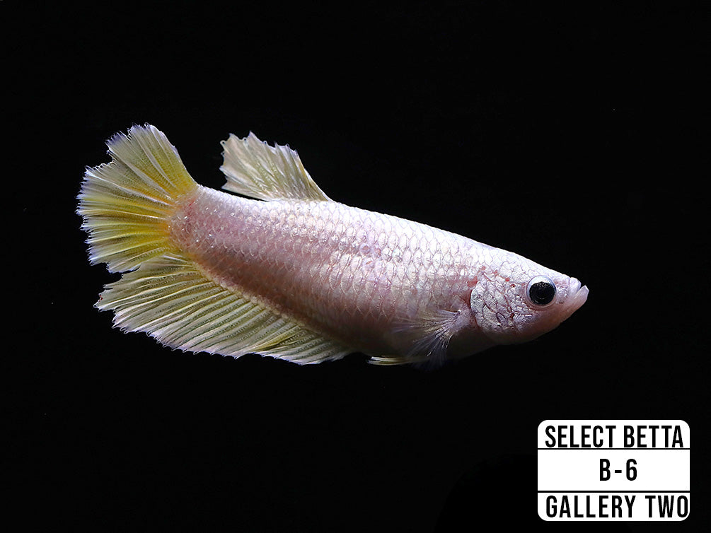 Premium Select Betta Fish (Betta splendens) - WYSIWYG Gallery Two