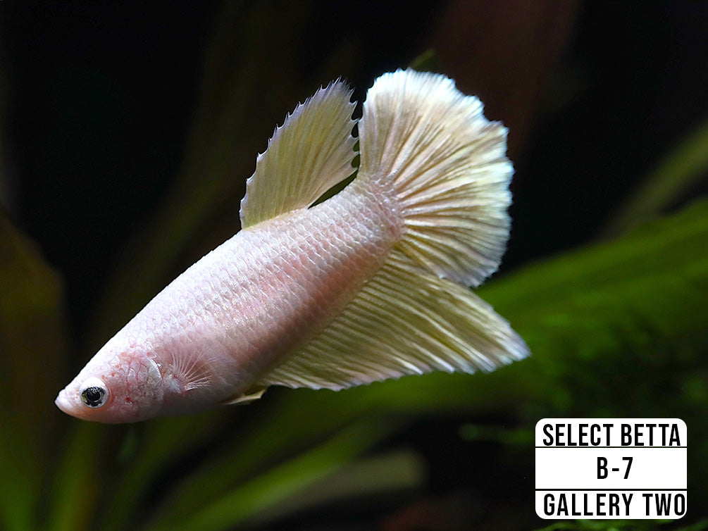 Premium Select Betta Fish (Betta splendens) - WYSIWYG Gallery Two