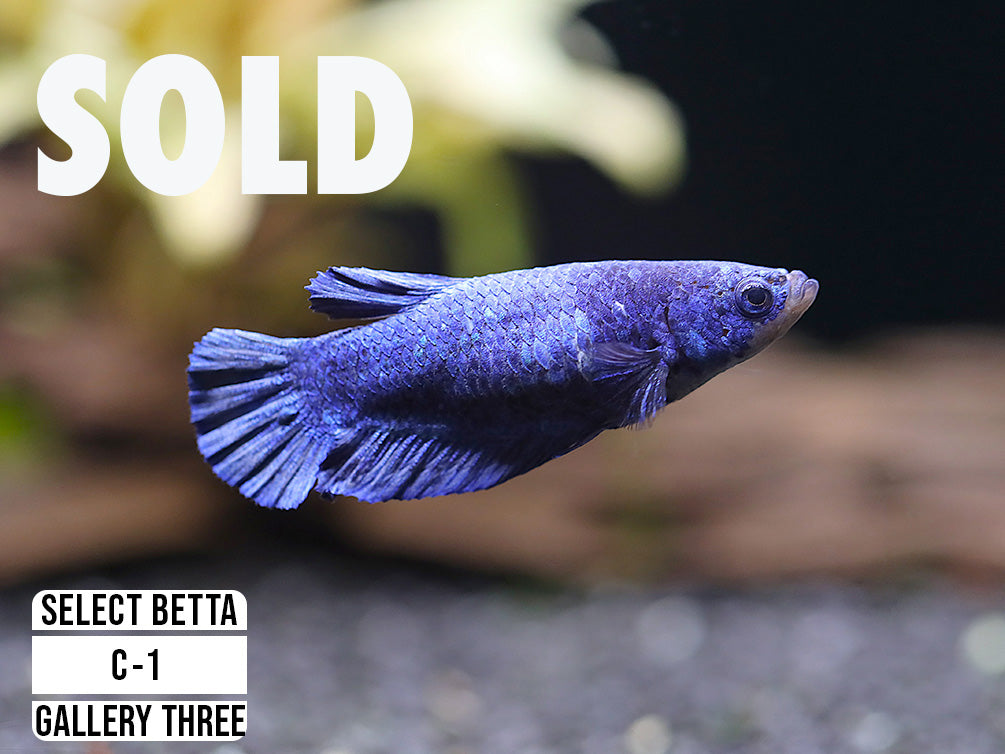 Premium Select Betta Fish (Betta splendens) - WYSIWYG Gallery Three