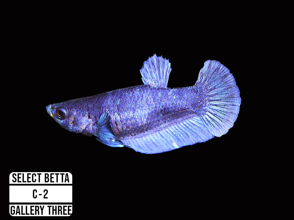 Premium Select Betta Fish (Betta splendens) - WYSIWYG Gallery Three