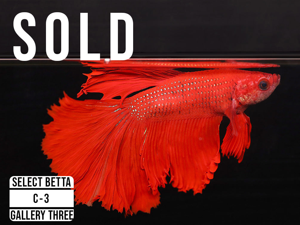 Premium Select Betta Fish (Betta splendens) - WYSIWYG Gallery Three